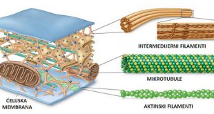 Pengertian, Fungsi dan Komponen Serat Penyusun Sitoskeleton Terlengkap