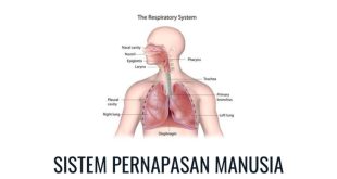 Pernapasan – Pengertian, Alat, Proses, Jenis, Penyakit, Alveolus