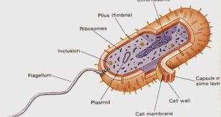 Struktur Sel Bakteri (Struktur Dasar dan Struktur Tambahan) Beserta Fungsinya Lengkap