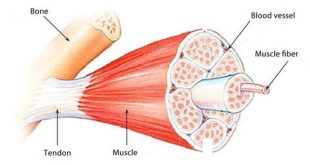 Pengertian Tendon, Fungsi, Struktur, Macam-Macam dan Penyakit Pada Tendon Lengkap