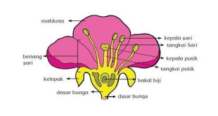 Pengertian Penyerbukan, Fungsi Dan Macam-Macam Penyerbukan Beserta Gambarnya Lengkap