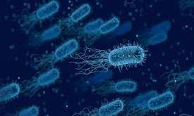Macam-Macam Jenis Bakteri dan Peranannya Dalam Kehidupan Manusia Terlengkap