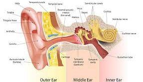 Pengertian Dan Bagian-Bagian Telinga Beserta Fungsinya Lengkap