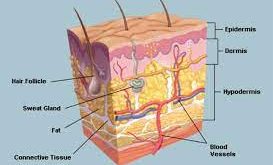 Bagian-Bagian Lapisan Kulit Beserta Fungsinya Terlengkap
