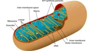 Pengertian Mitokondria