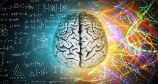 Pengertian, Bagian, Struktur dan Fungsi Otak Terlengkap
