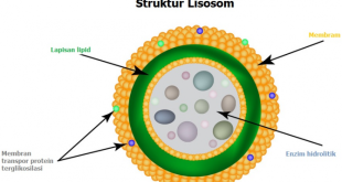 Pengertian dan Fungsi Lisosom Pada Sel Hewan dan Sel Tumbuhan Lengkap