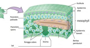 Pengertian Jaringan Epidermis, Ciri, Fungsi dan Bentuk Modifikasi Jaringan Epidermis Terlengkap