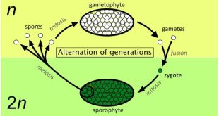 Pengertian Metagenesis, Metagenesis Pada Tumbuhan dan Hewan Beserta Penjelasan Lengkap