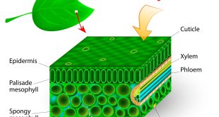 Pengertian, Ciri-Ciri, Struktur dan Fungsi Jaringan Dewasa Pada Tumbuhan Lengkap