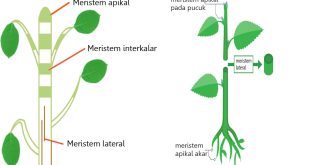 Pengertian, Ciri, Fungsi, Jenis-Jenis dan Letak Jaringan Meristem Pada Tumbuhan Lengkap