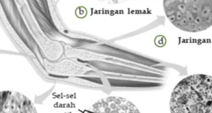 Pengertian, Ciri, Fungsi, Penyusun, Macam-Macam dan Letak Jaringan Ikat Terlengkap