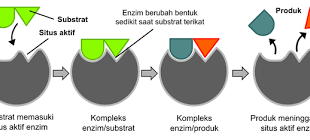 Pengertian , Struktur, Sistem Kerja dan Faktor yang Memengaruhi Kerja Enzim Pada Sistem Metabolisme