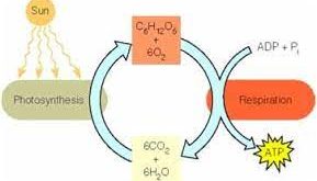 Reaksi Anabolisme – Penjelasan Lengkap Tahap dan Faktor-Faktor Fotosintesis dan Kemosintesis