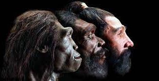 Homo Soloensis: Sejarah Penemuan dan Cirinya
