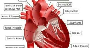 13 Bagian Jantung dan Fungsinya dalam Organ Tubuh Manusia Penjelasan Terlengkap