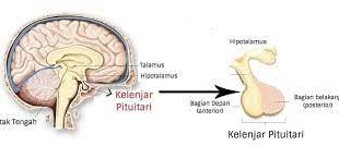 Pengertian Kelenjar Pituitari, Fungsi dan Struktur Bagian Kelenjar Pituitari (Hipofisis) Lengkap
