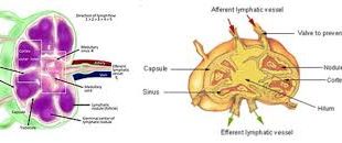 Pengertian Nodus Limfa, Fungsi, Struktur Anatomi dan Bagian Nodus Limfa Lengkap