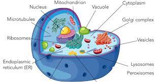 Pengertian Sel Hewan, Bagian-Bagian Sel Hewan Dan Fungsinya Lengkap