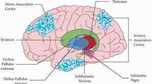 Pengertian Talamus, Fungsi, Struktur dan Bagian-Bagian Talamus/Thalamus Lengkap