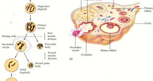 Pengertian , Proses Oogenesis dan Hormon yang Mempengaruhi Oogenesis Terlengkap