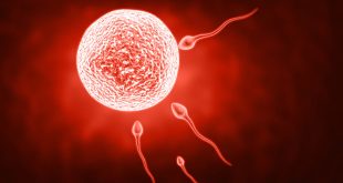 Pengertian Spermatogenesis, Fungsi, Faktor dan Proses-Proses Spermatogenesis Terlengkap