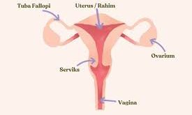 Pengertian Ovarium, Struktur dan Bagian serta Fungsi Ovarium (Indung Telur) Pada Wanita Lengkap