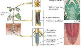 Jaringan Meristem