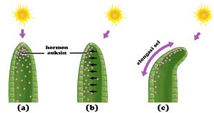 16 Jenis Hormon Pada Tumbuhan Dan Fungsinya Terlengkap