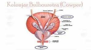 Pengertian Kelenjar Bulbouretra (Cowper), Fungsi dan Struktur Bulbouretra (Cowper) Terlengkap