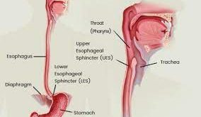 Pengertian Esofagus, Fungsi, Struktur dan Bagian Bagian Esofagus (Kerongkongan) Terlengkap