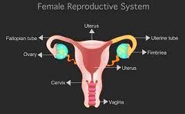 Alat dan Organ Reproduksi Wanita dengan Fungsi dan Gambar Lengkap
