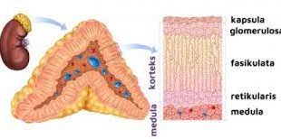 Pengertian Kelenjar Adrenal, Fungsi, Struktur dan Bagian Kelenjar Adrenal (Anak Ginjal) Terlengkap