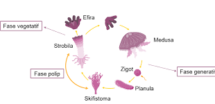 Skifistoma merupakan bagian dari siklus hidup Aurelia, yang dimana skifistoma