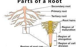 Pengertian Akar, Bagian Bagian akar, Jenis , Ciri-Ciri dan Fungsi Akar Terlengkap