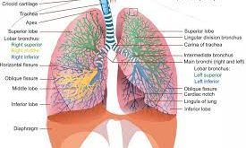 20 Fungsi Paru-Paru dalam Organ Tubuh Manusia dan Jenis Penyakit yang Menyerang Paru-Paru