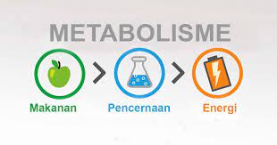 Rangkuman Materi Metabolisme dan Contoh Latihan Soal Lengkap