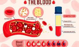 Susunan Darah Dan Fungsi Sistem Peredaran Darah manusia Terlengkap