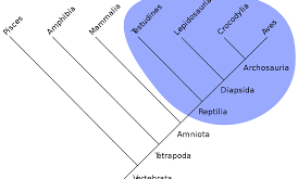 Filogenetik Adalah