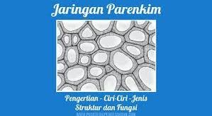 Pengertian Jaringan Parenkim, Ciri, Fungsi, Struktur, Letak dan Jenis Jaringan Parenkim Terlengkap