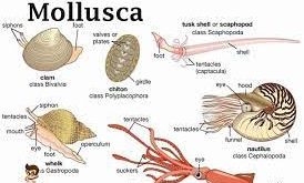 Mollusca Adalah