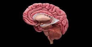 Pengertian Otak Tengah (Mesencephalon), Fungsi, Struktur dan Bagian Otak Tengah (Midbrain) Terlengkap
