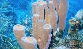 Porifera Adalah