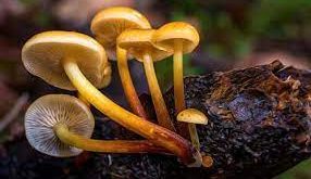 Sebutkan ciri-ciri dari jamur beserta klasifikasinya!
