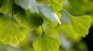 Tumbuhan Ginkgo biloba dikelompokan pada tumbuhan Gymospermae karena