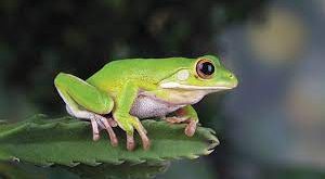 Kulit pada katak hijau (Rana pipiens) mudah dilepas dari tubuhnya, sebab