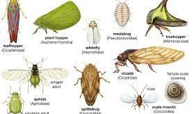 11 Ciri-Ciri Ordo Insecta Lengkap Dengan Gambar