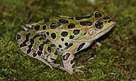 Kulit pada katak hijau (Rana pipiens) mudah dilepas dari tubuhnya, sebab