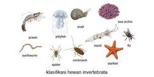 Sebutkan ciri-ciri dari hewan invertebrata!