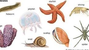 Ciri-Ciri, Klasifikasi Dan Pengelompokkan Mollusca